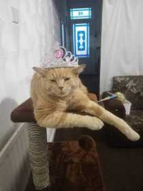 Lost Cat