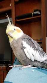 Lost Cockatiel