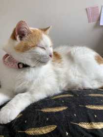 Lost Cat