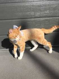 Lost Cat