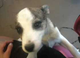 Lost Dog