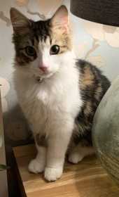 Lost Cat