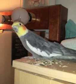 Lost Cockatiel