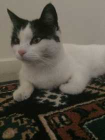 Lost Cat