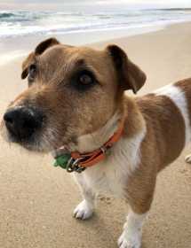 Lost Dog