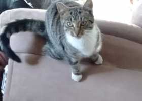 Lost Cat