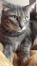 Lost Cat