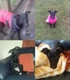 Lost Dog