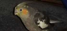 Lost Cockatiel