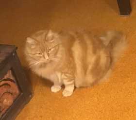 Lost Cat