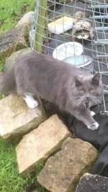 Lost Cat