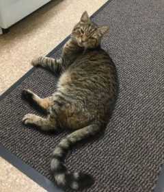 Lost Cat