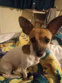 Lost Dog