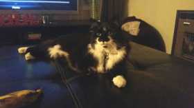 Lost Cat
