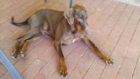 Lost Dog