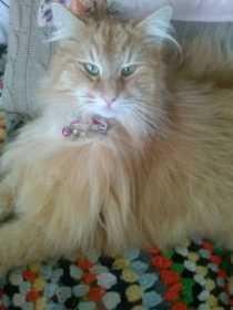 Lost Cat