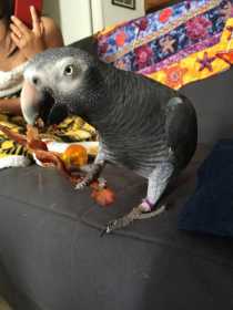 Lost African Grey