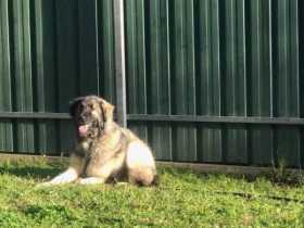 Lost Dog