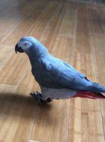 Lost African Grey