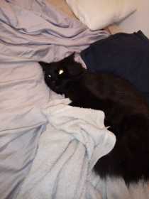 Lost Cat