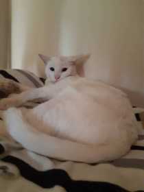 Lost Cat