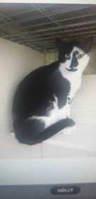 Lost Cat