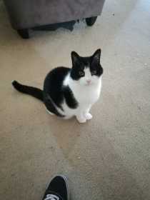 Lost Cat