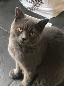 Lost Cat