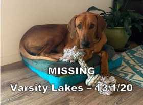 Lost Dog