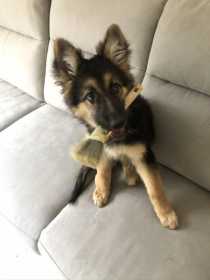 Lost Dog