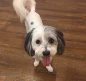 Lost Dog