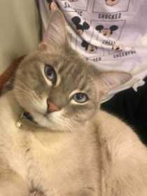Lost Cat