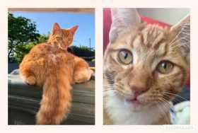 Lost Cat