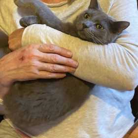 Lost Cat