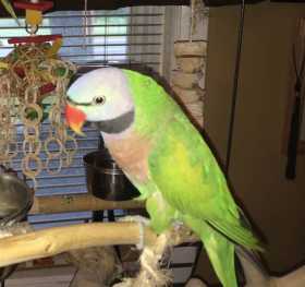 Lost Mustached / Moustached Parakeet