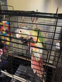 Lost Conure