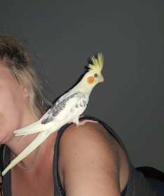 Lost Cockatiel