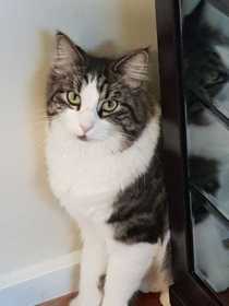 Lost Cat