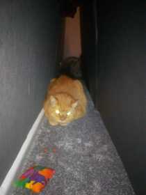 Lost Cat