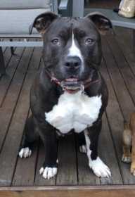 Lost Dog
