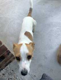Lost Dog