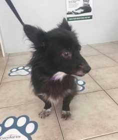 Lost Dog