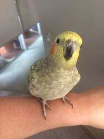 Lost Cockatiel