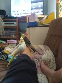 Lost Cockatiel