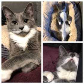 Lost Cat