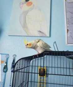 Lost Cockatiel