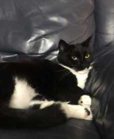 Lost Cat