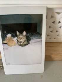 Lost Cat