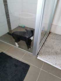 Lost Cat