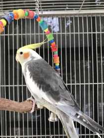 Lost Cockatiel